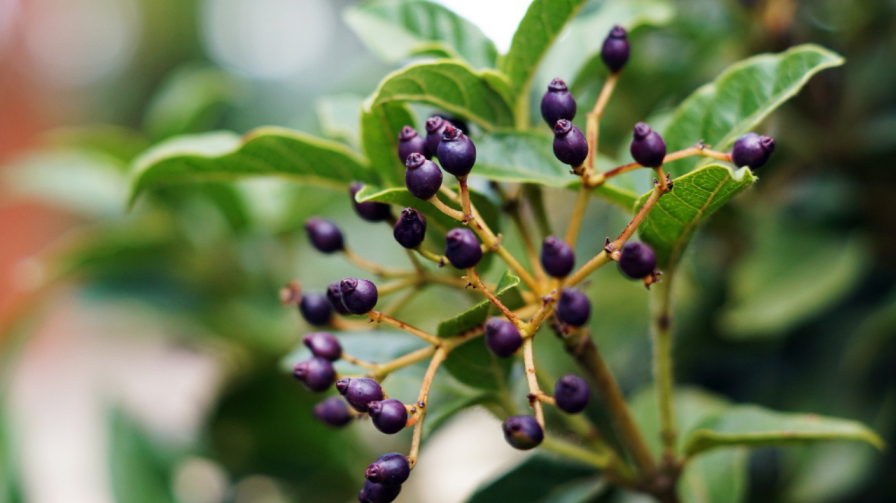 Maqui berries rich in natural antioxidants and nutrients